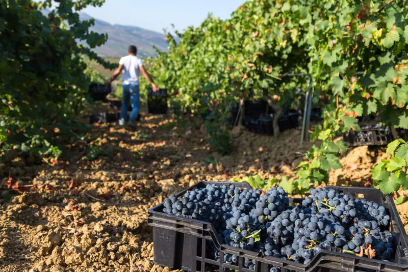 vino nero d'avola cosehca